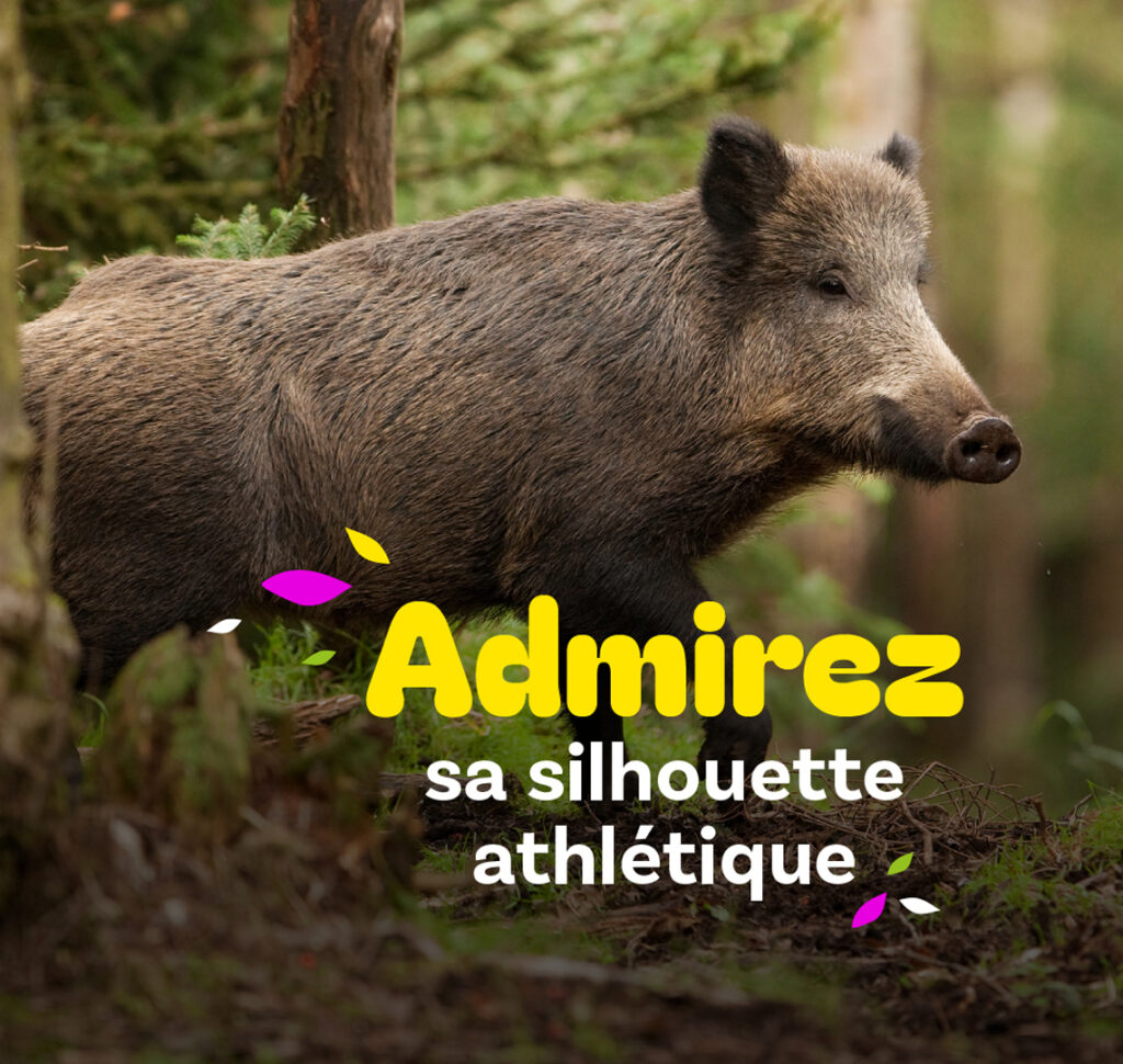 vignette rambouillet